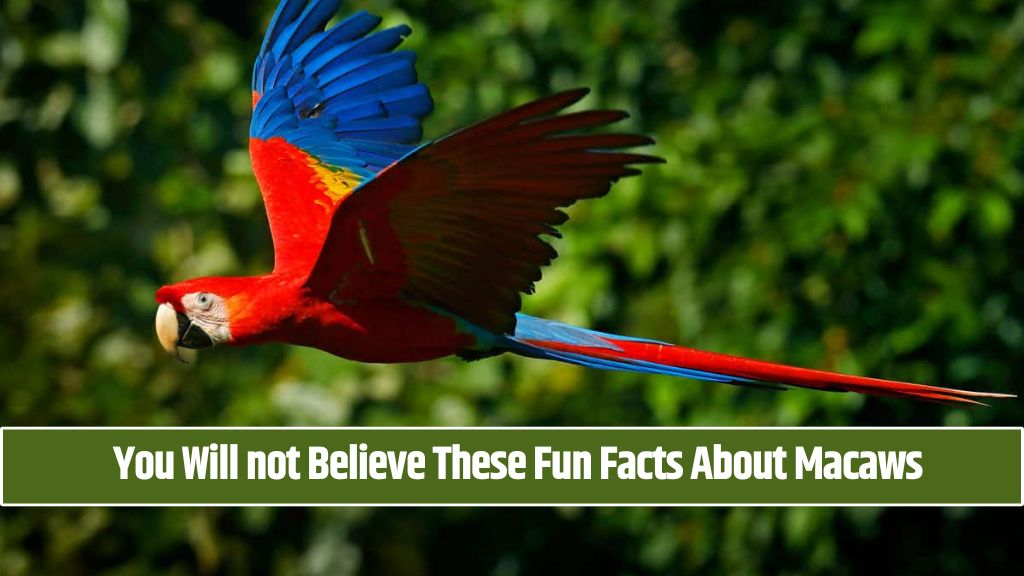 You Will not Believe These Fun Facts About Macaws