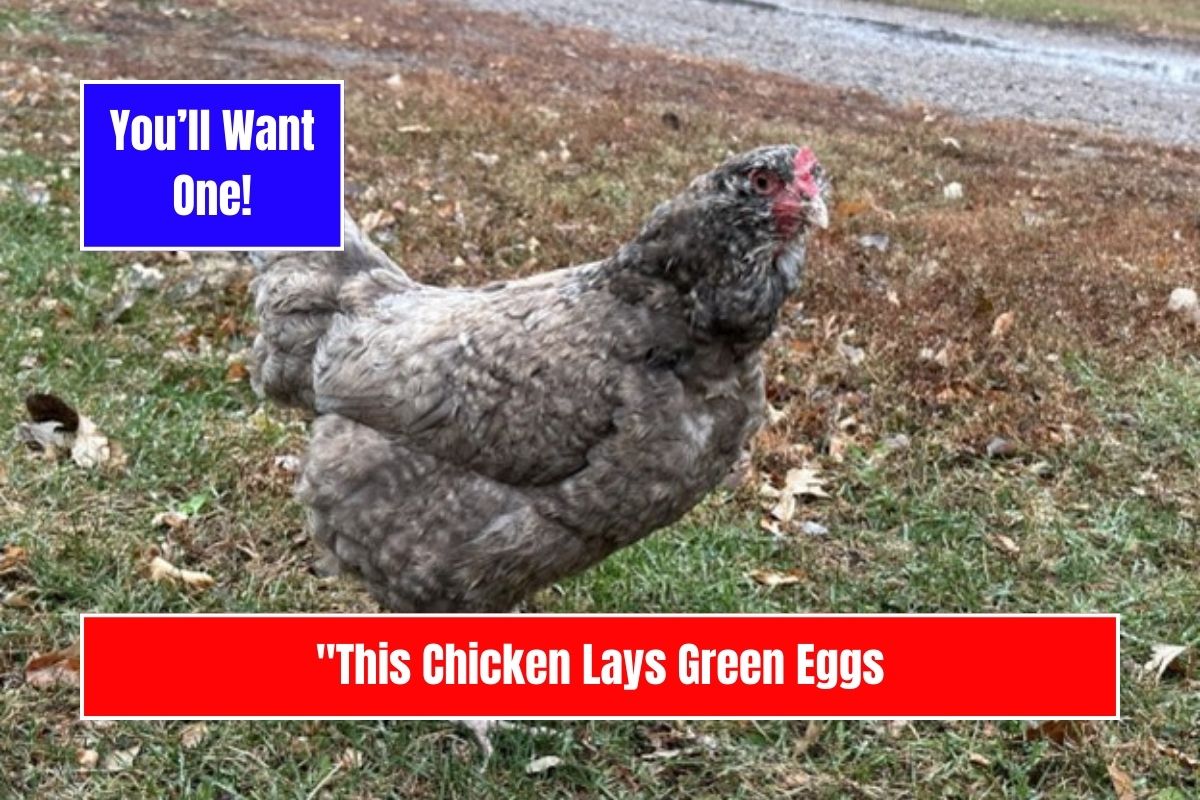 This Chicken Lays Green Eggs—And You’ll Want One!