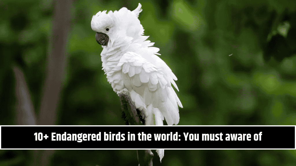 10+ Endangered birds in the world: You must aware of