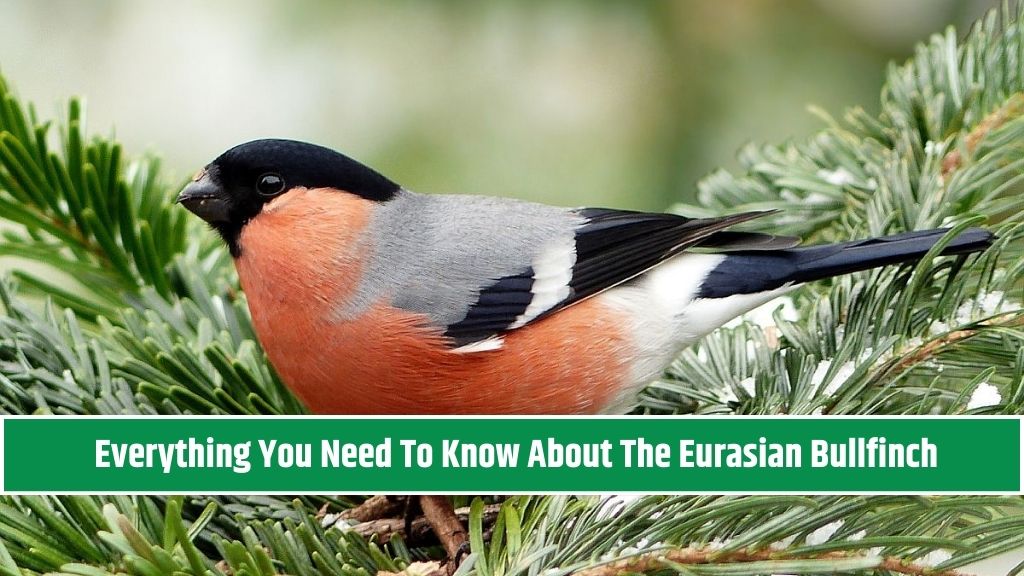 Everything You Need To Know About The Eurasian Bullfinch