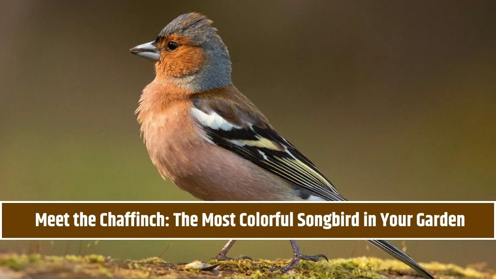 Meet the Chaffinch The Most Colorful Songbird in Your Garden