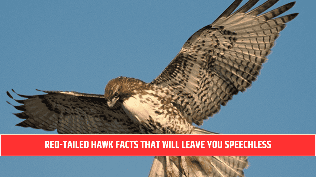 Red-Tailed Hawk Facts That Will Leave You Speechless