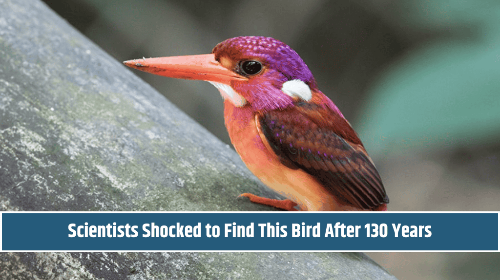 Scientists Shocked to Find This Bird After 130 Years!