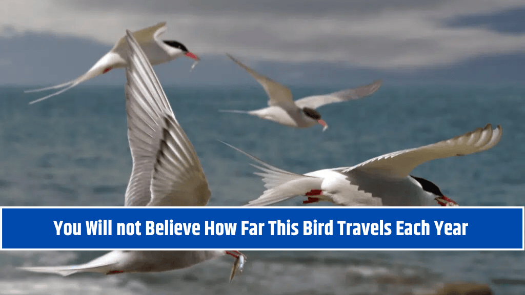 You Will not Believe How Far This Bird Travels Each Year
