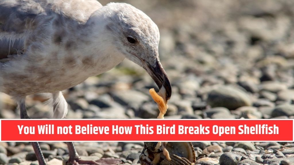 You Will not Believe How This Bird Breaks Open Shellfish