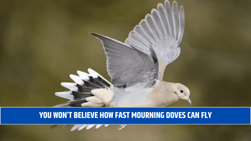 You Won’t Believe How Fast Mourning Doves Can Fly