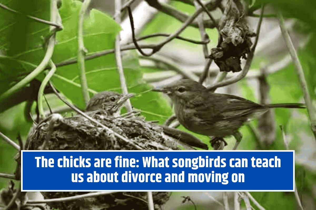 The chicks are fine: What songbirds can teach us about divorce and moving on